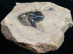 Interesting Onnia Trilobite Specimen - Frozen In Molting? #11422-3